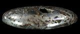 Polished, Pyritized Ammonite Fossil Segments - Russia #60923-2